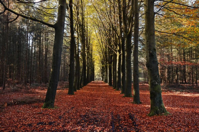 vanilla-autumn-trees